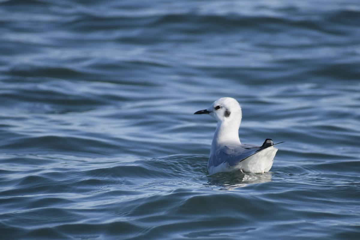 Bonaparte's Gull - ML645358136