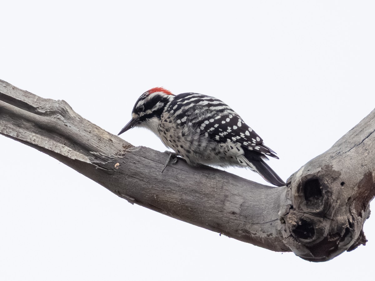 Nuttall's Woodpecker - ML645358143