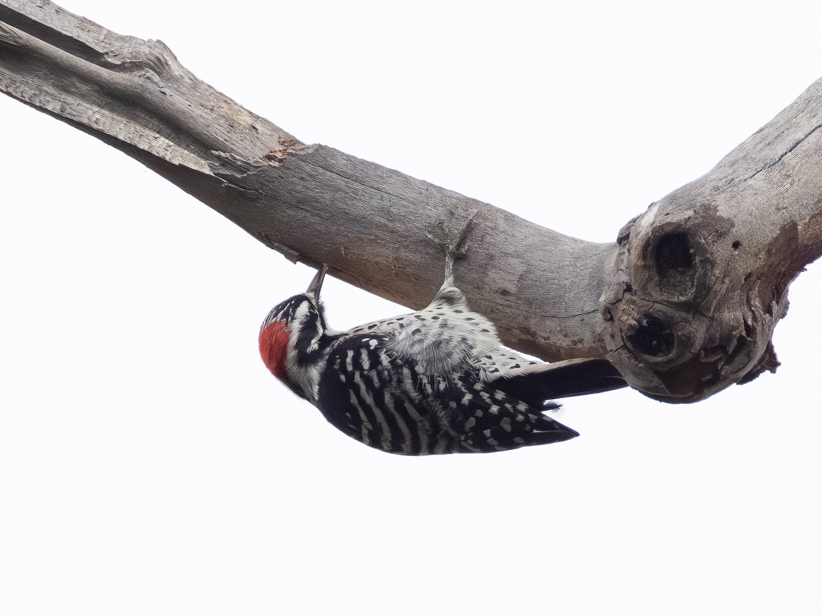 Nuttall's Woodpecker - ML645358144