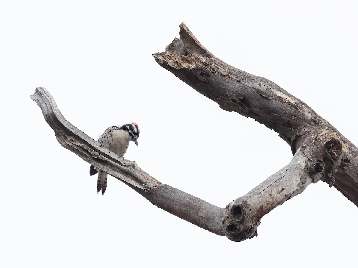 Nuttall's Woodpecker - ML645358145