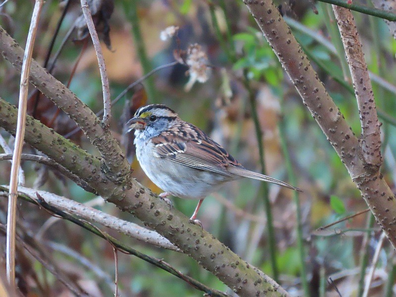 Белогорлая зонотрихия - ML645358152