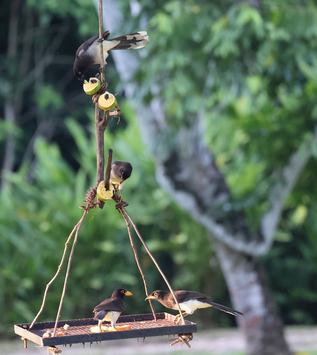 Brown Jay - ML645358175