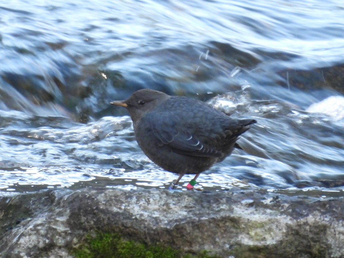 American Dipper - ML645358176