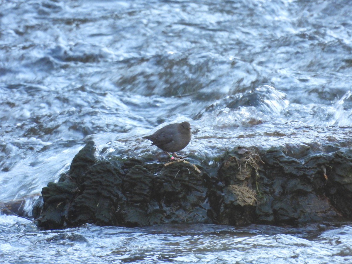 American Dipper - ML645358177