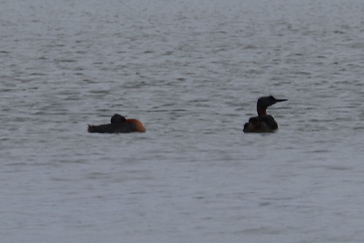 Great Grebe - ML645358178