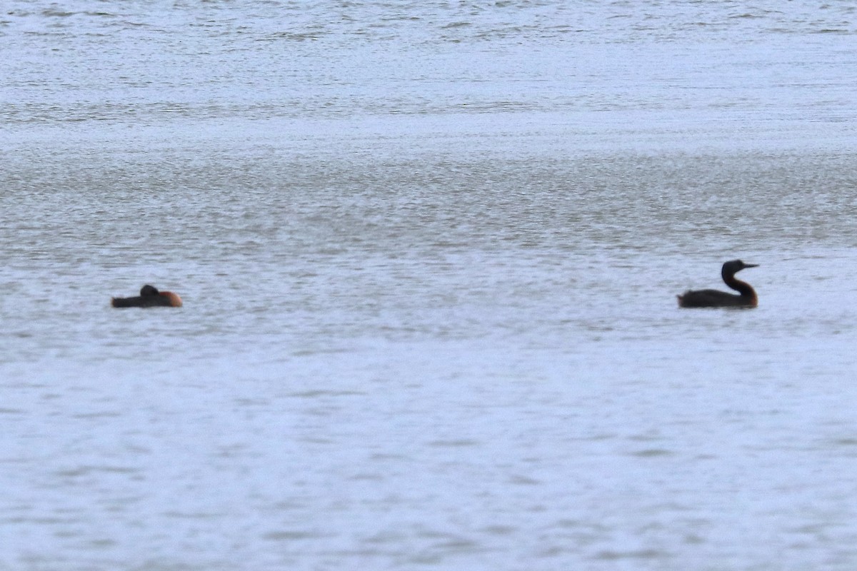 Great Grebe - ML645358180