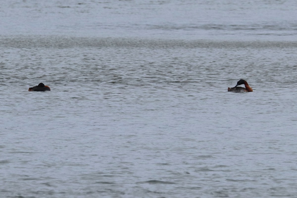 Great Grebe - ML645358181