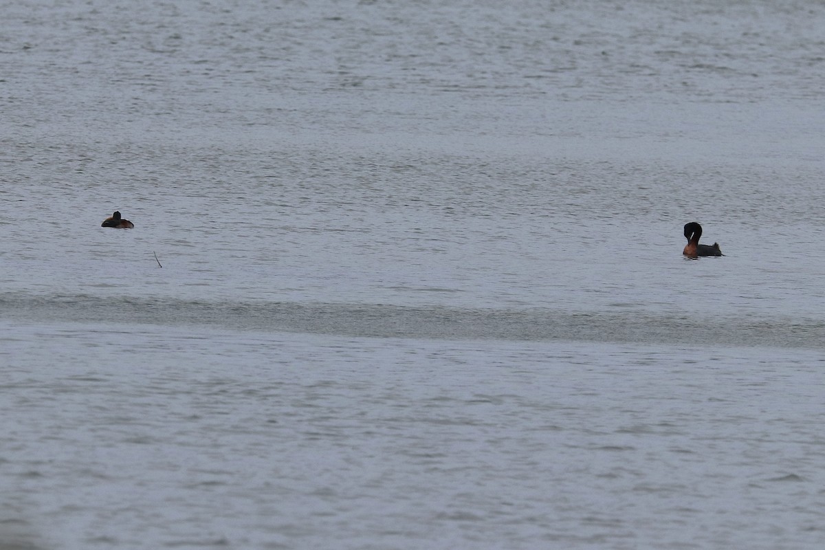 Great Grebe - ML645358182