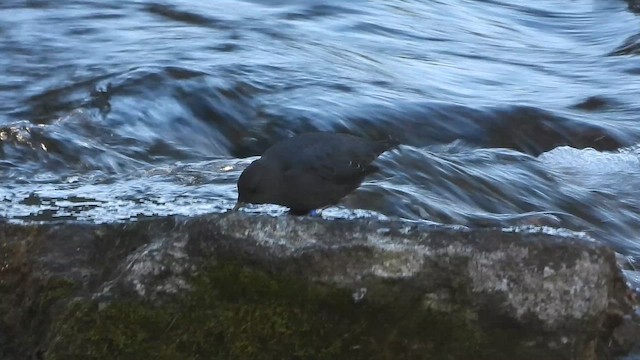 Cincle d'Amérique - ML645358183