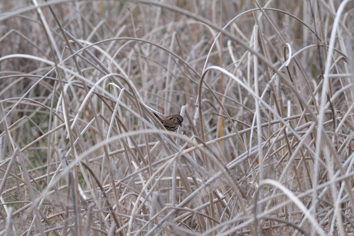 Song Sparrow - ML645358184