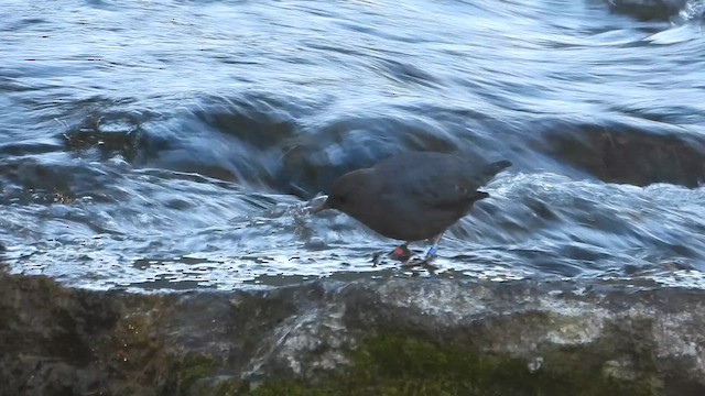 American Dipper - ML645358186