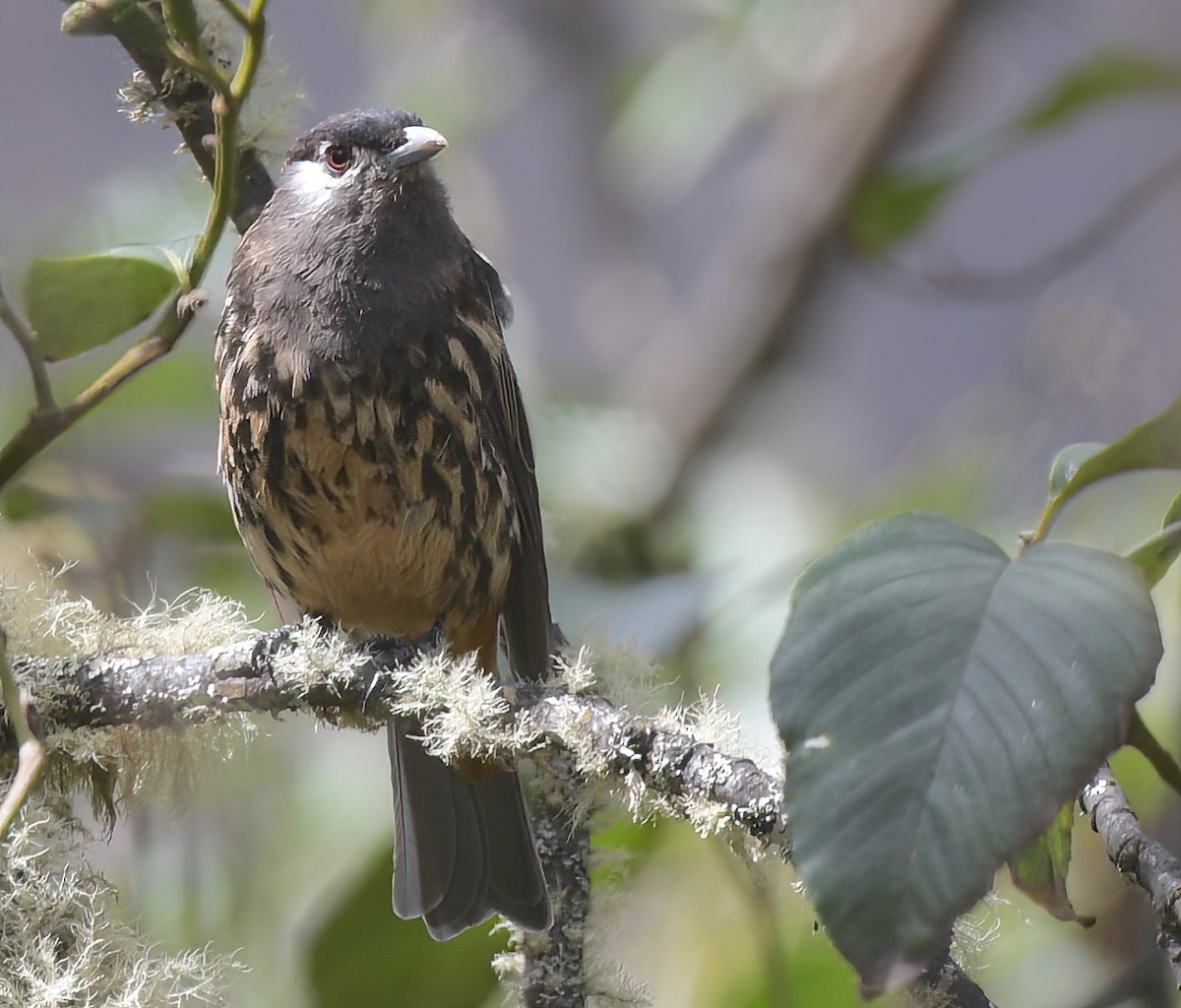 White-cheeked Cotinga - ML645358188