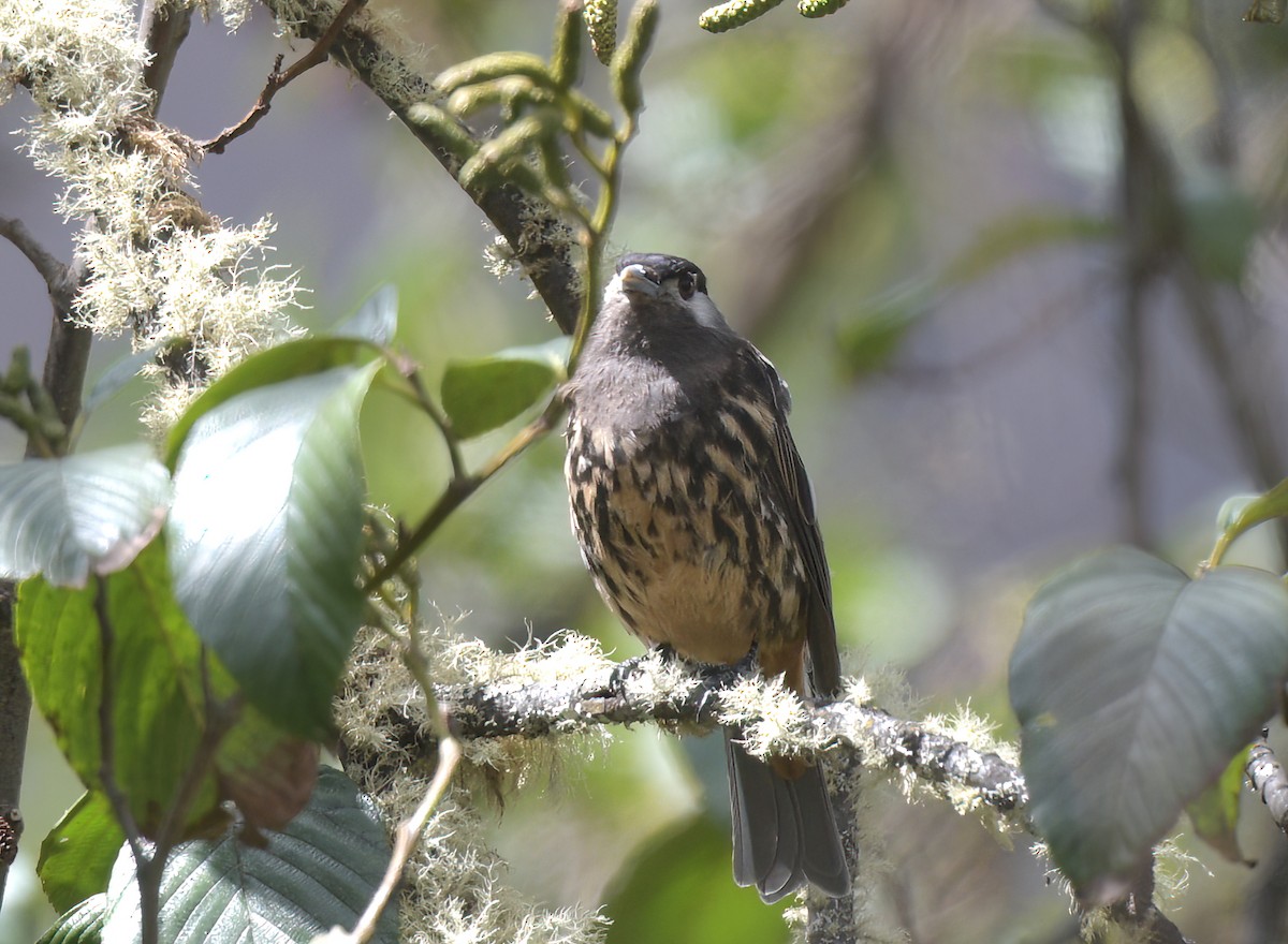 White-cheeked Cotinga - ML645358192