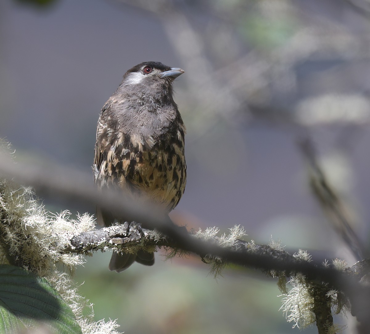 White-cheeked Cotinga - ML645358195