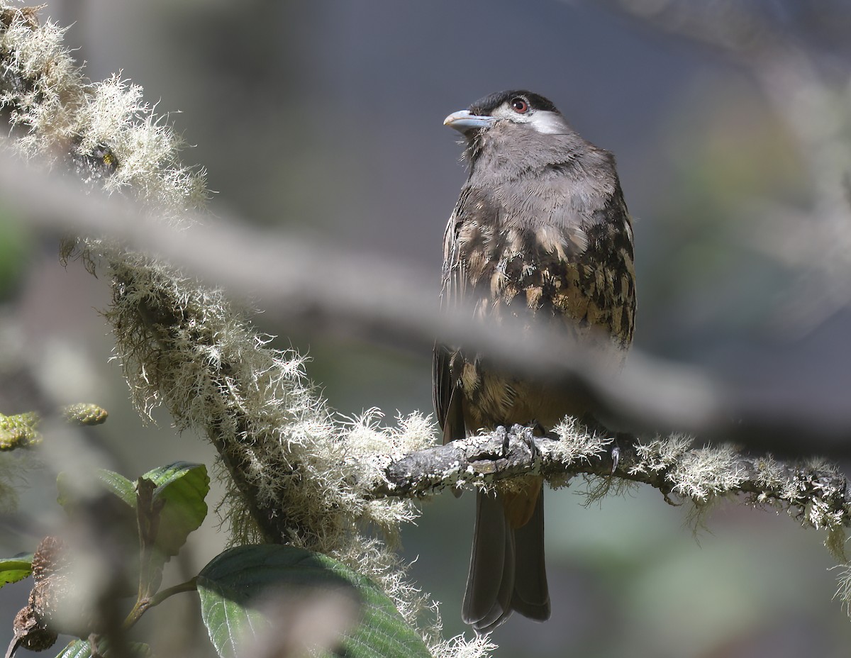 White-cheeked Cotinga - ML645358196