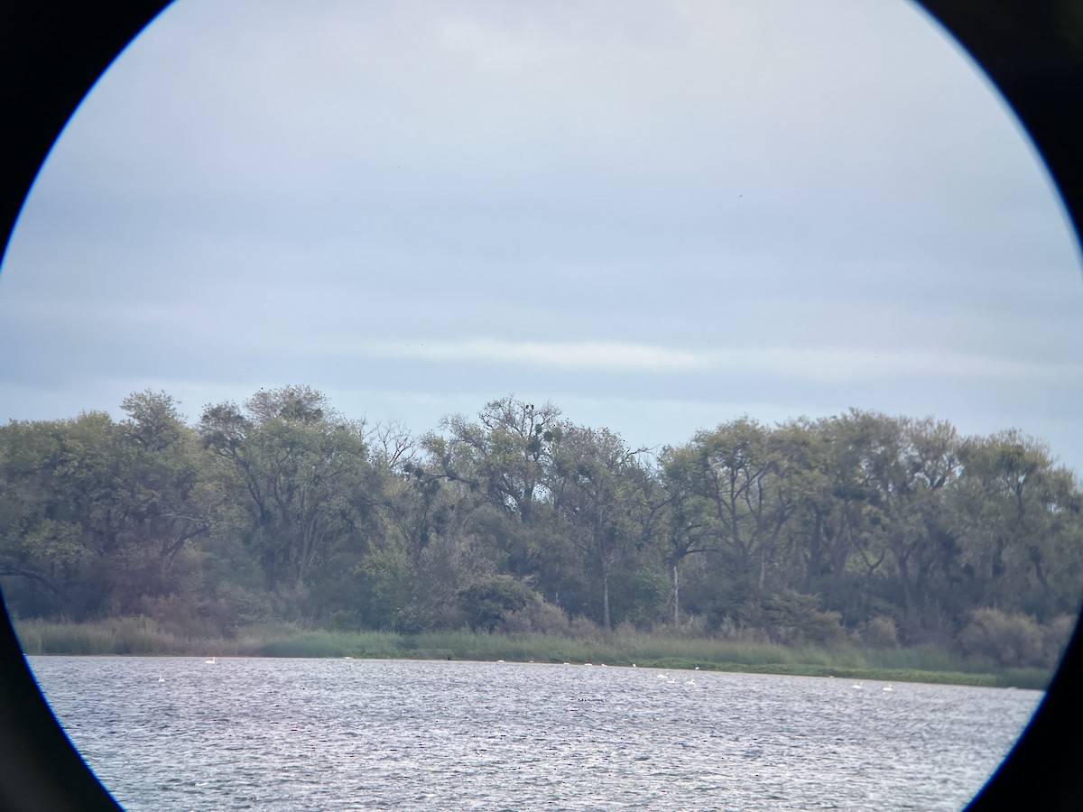 Bald Eagle - ML645358198