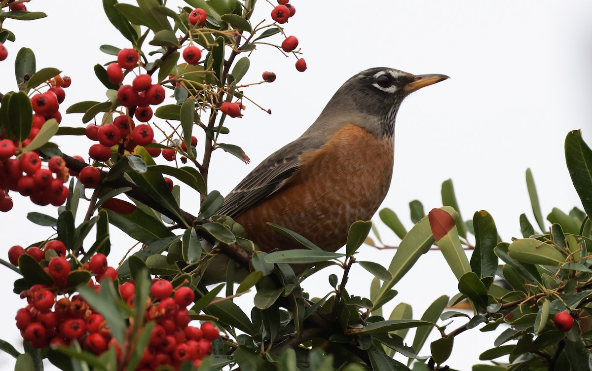 American Robin - ML645358199