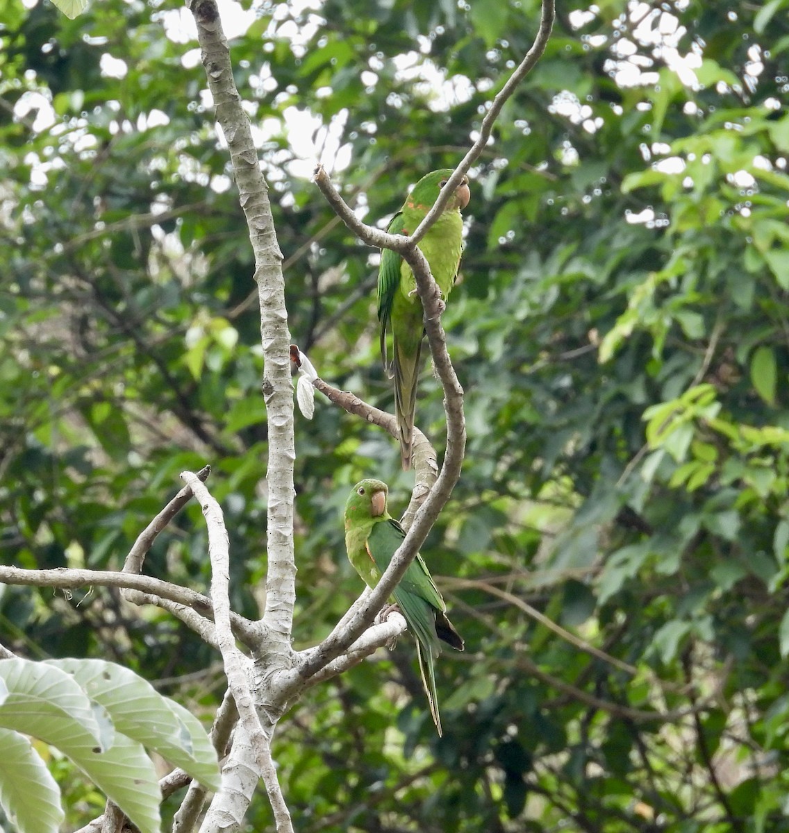 White-eyed Parakeet - ML645358200