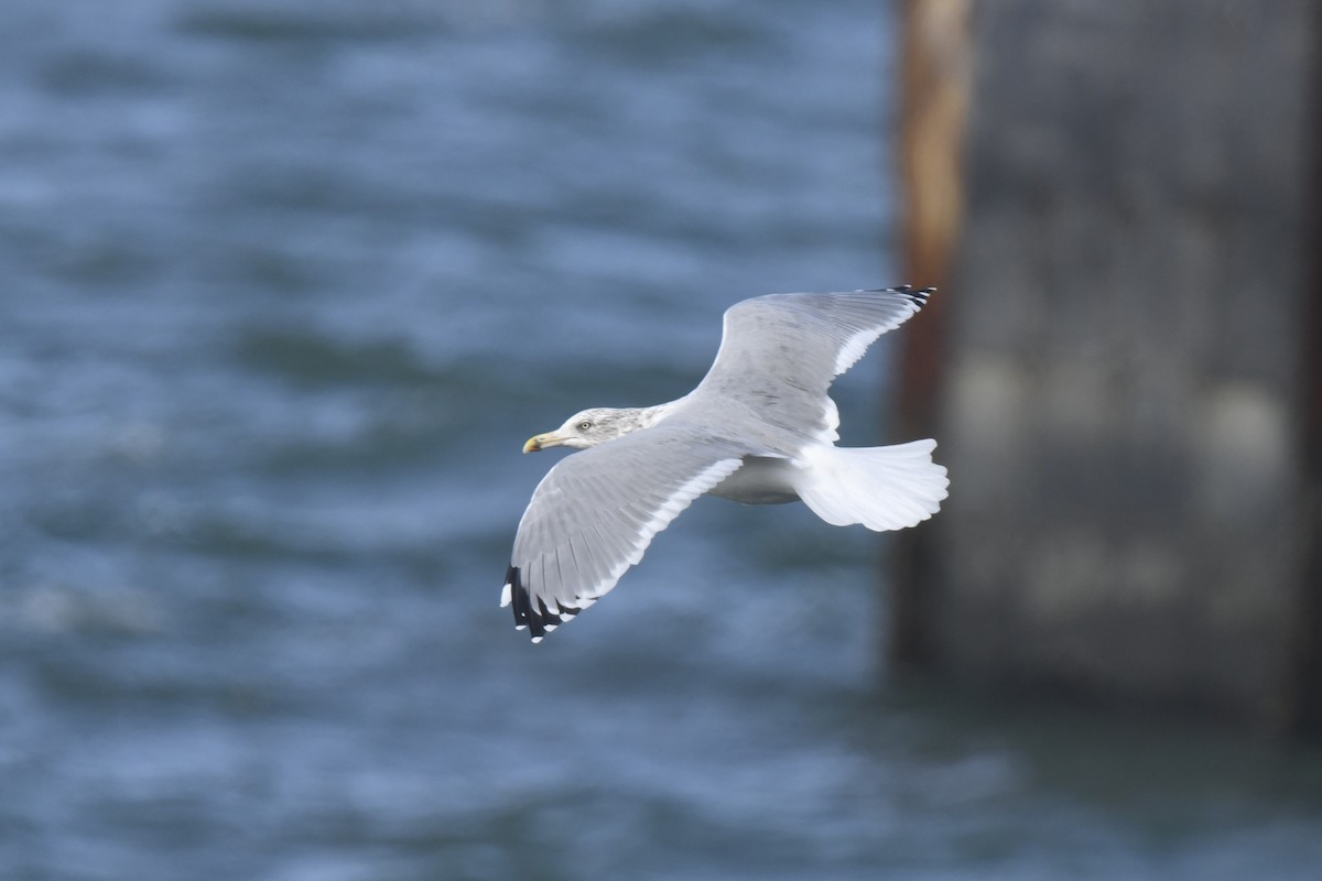 American Herring Gull - ML645358201