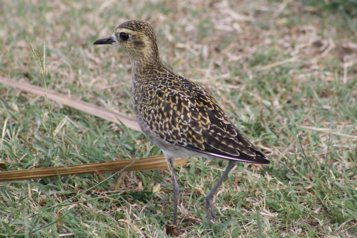 Pacific Golden-Plover - ML645358202
