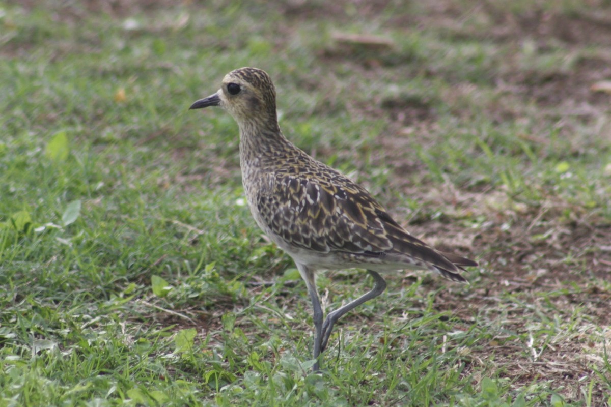 Pacific Golden-Plover - ML645358203