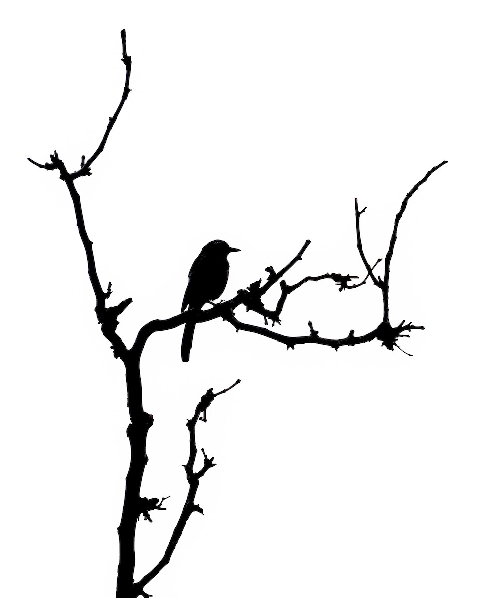 California Scrub-Jay - ML645358206