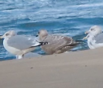 Iceland Gull - ML645358208