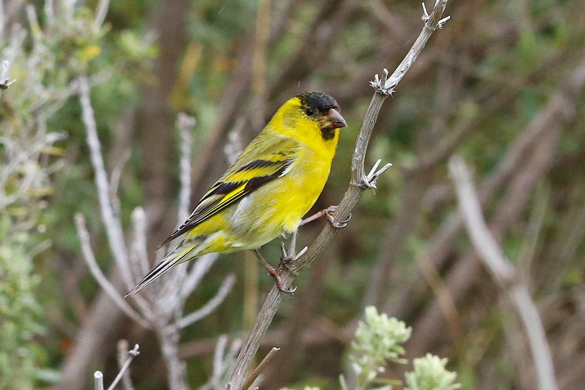 čížek vousatý - ML645358218