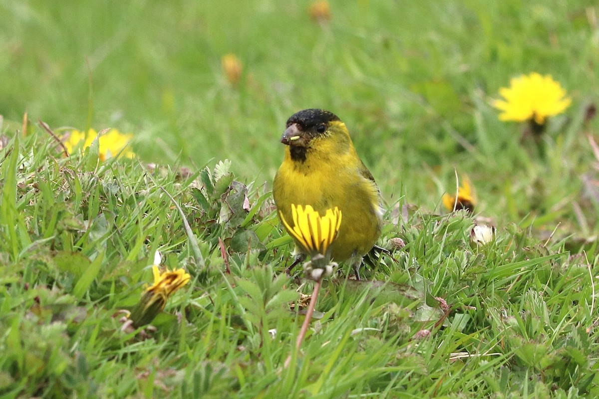 čížek vousatý - ML645358219