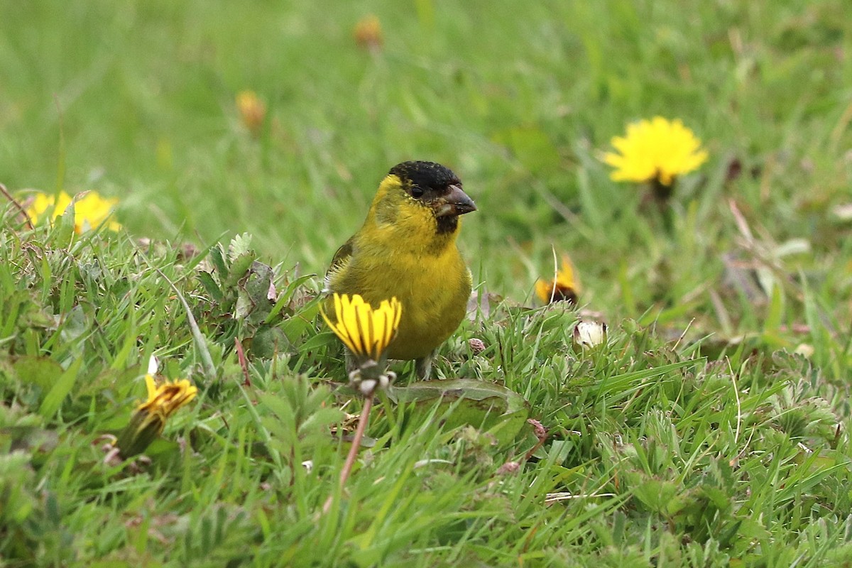 čížek vousatý - ML645358221