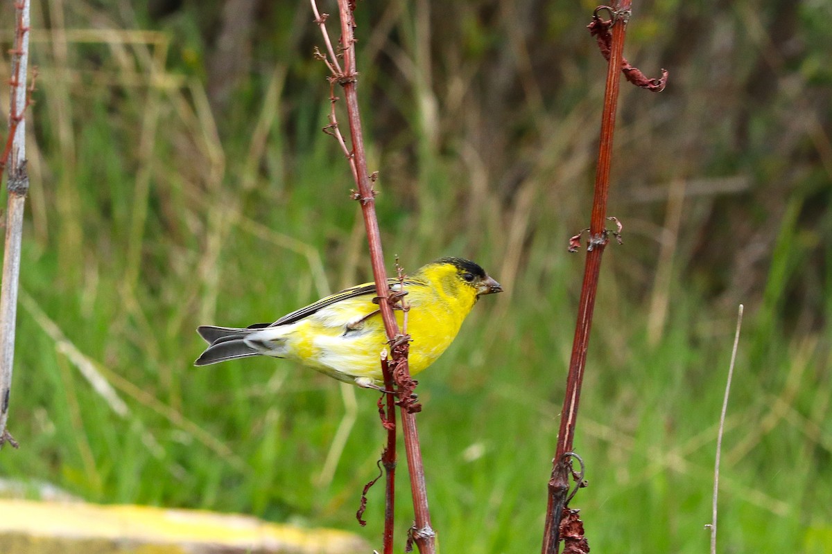 čížek vousatý - ML645358223