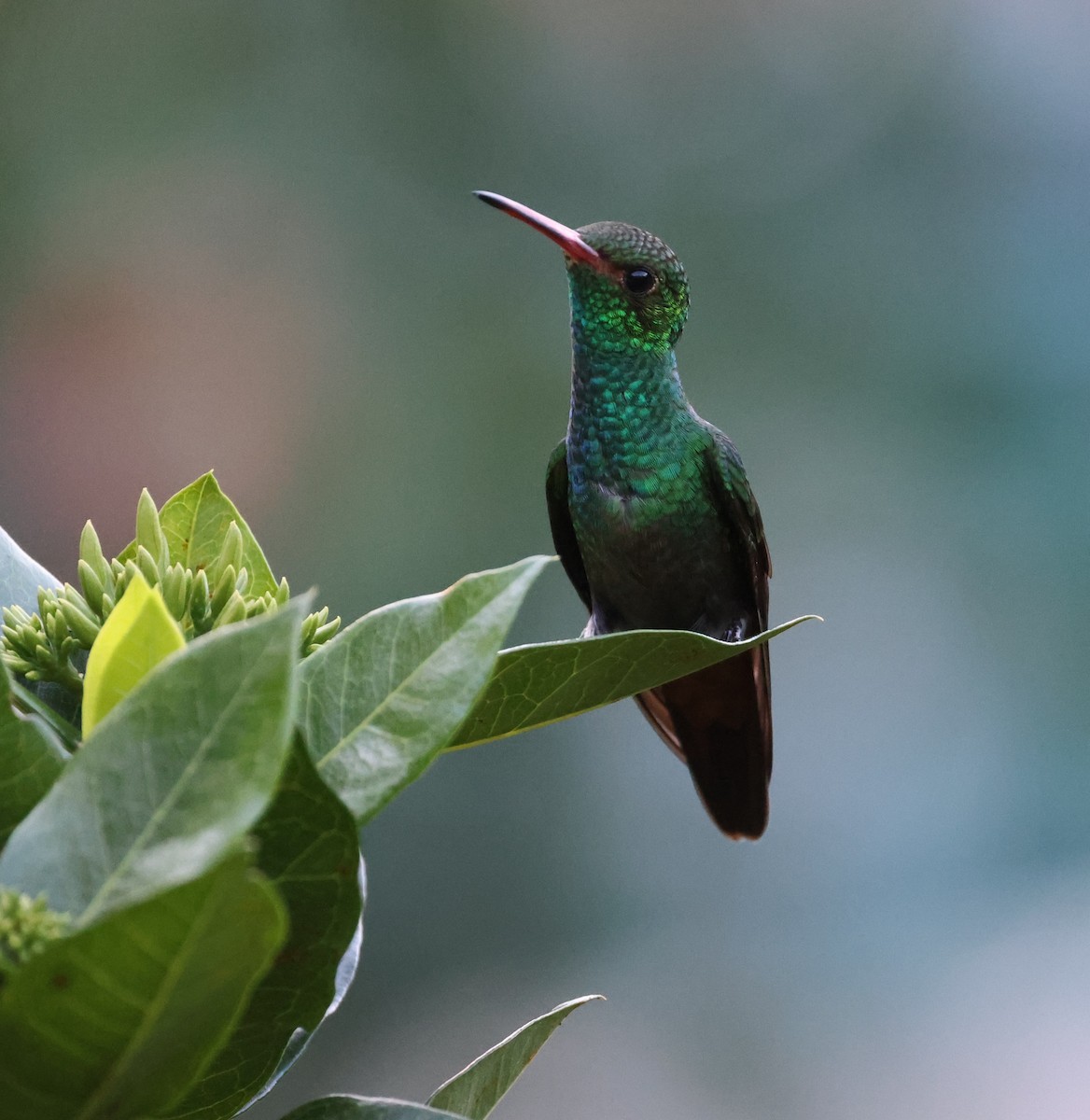Rufous-tailed Hummingbird - ML645358227