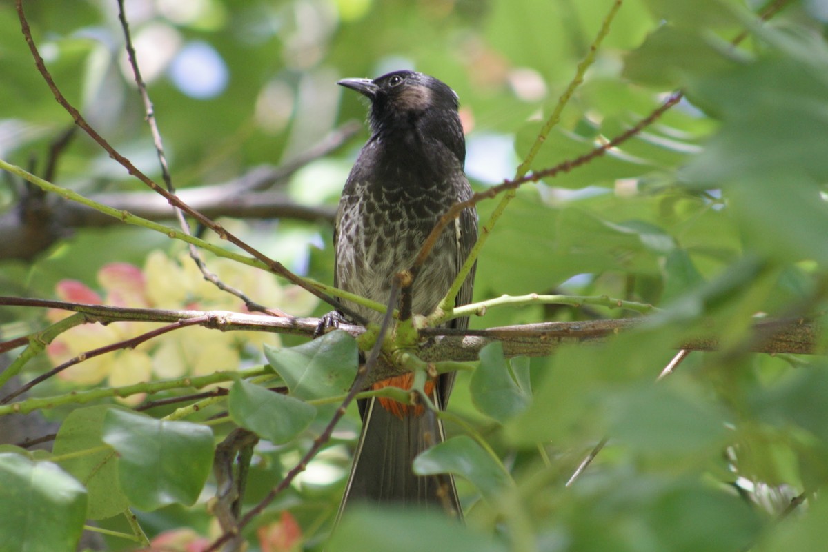 Red-vented Bulbul - ML645358234