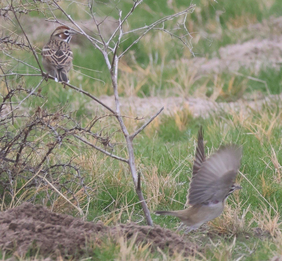 Lark Sparrow - ML645358238