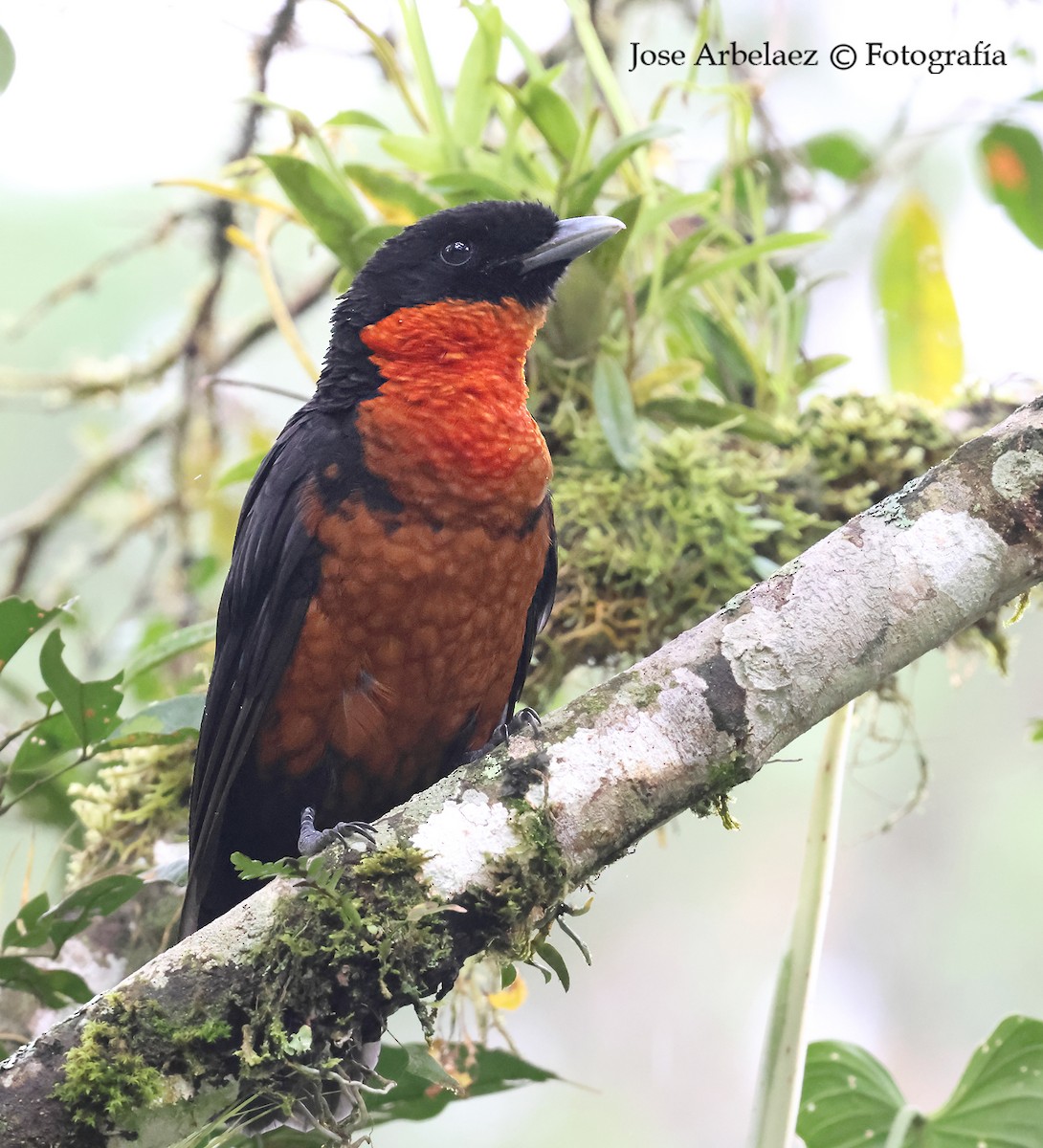 Red-ruffed Fruitcrow - ML645358244