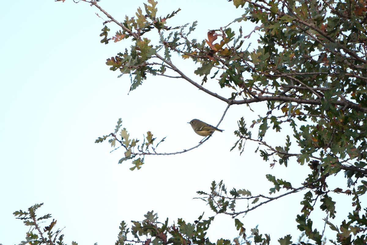 králíček americký - ML645358252