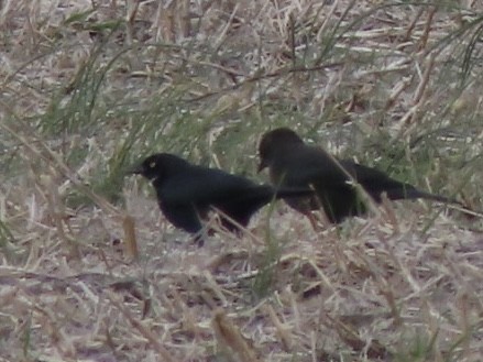 Brewer's Blackbird - ML645358257