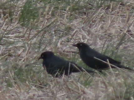 Brewer's Blackbird - ML645358258