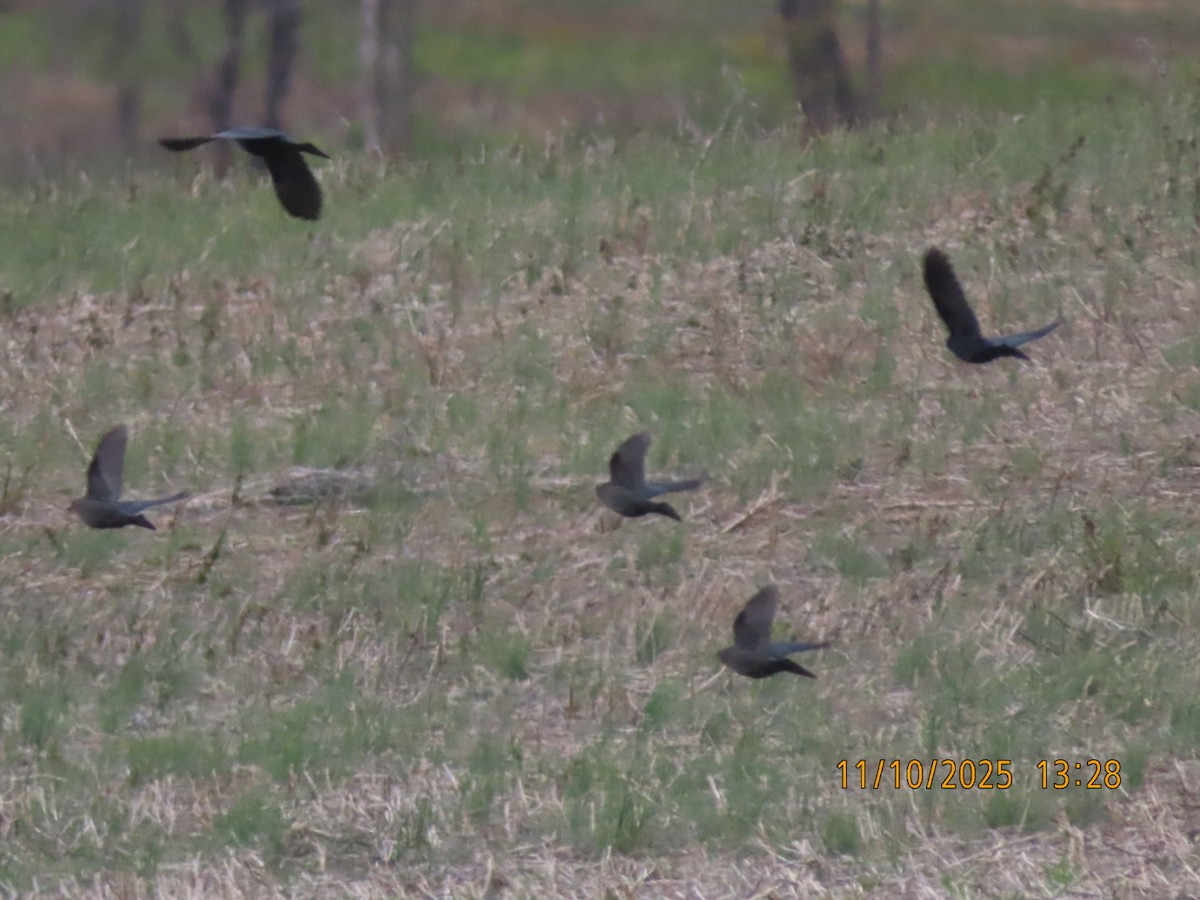 Brewer's Blackbird - ML645358259