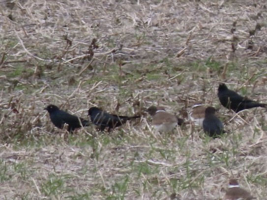 Brewer's Blackbird - ML645358260