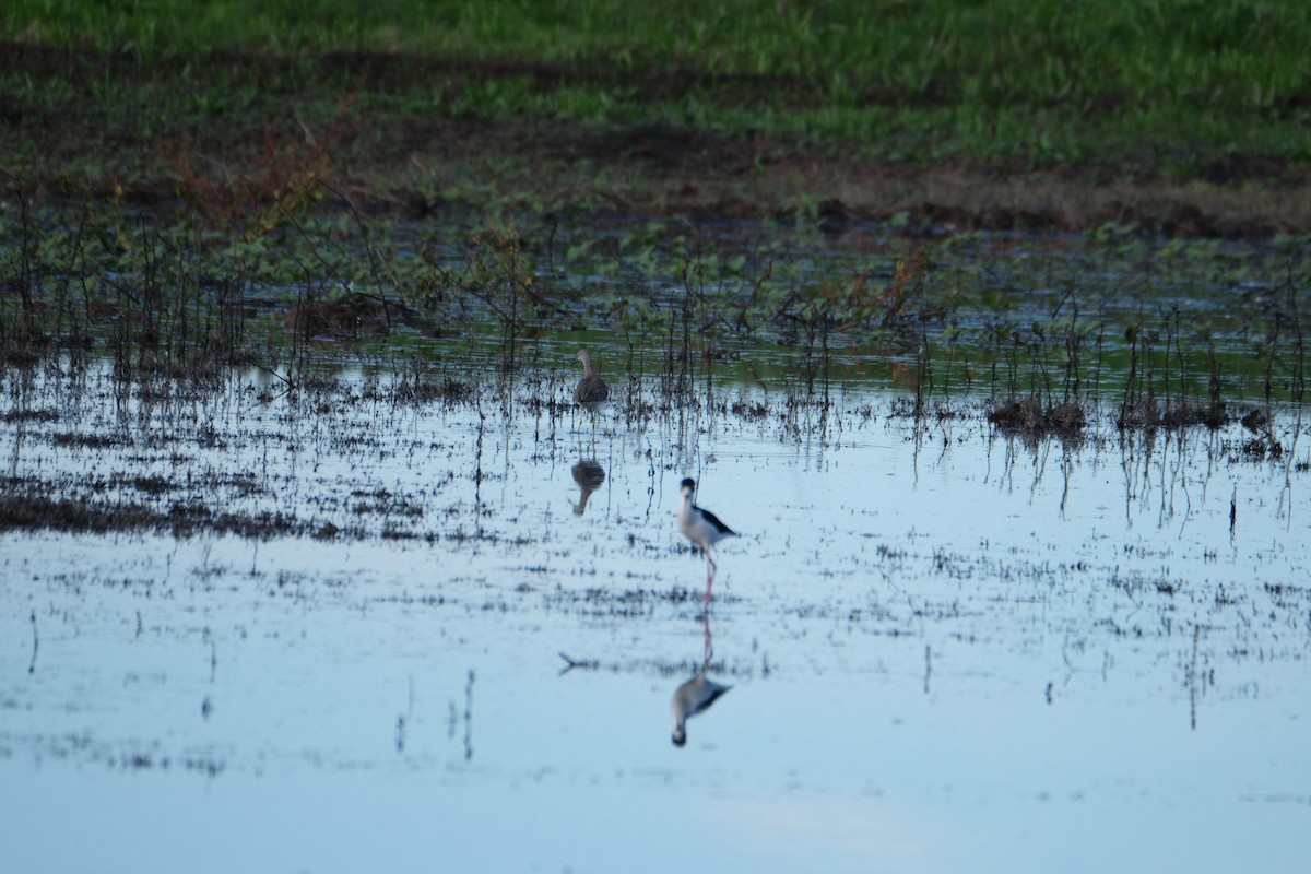 vodouš velký - ML645358271