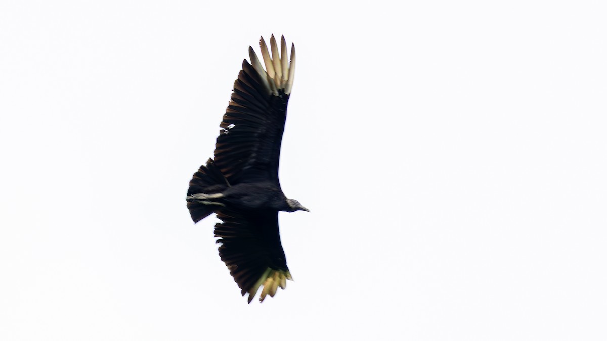 Катарта чорна - ML645358277