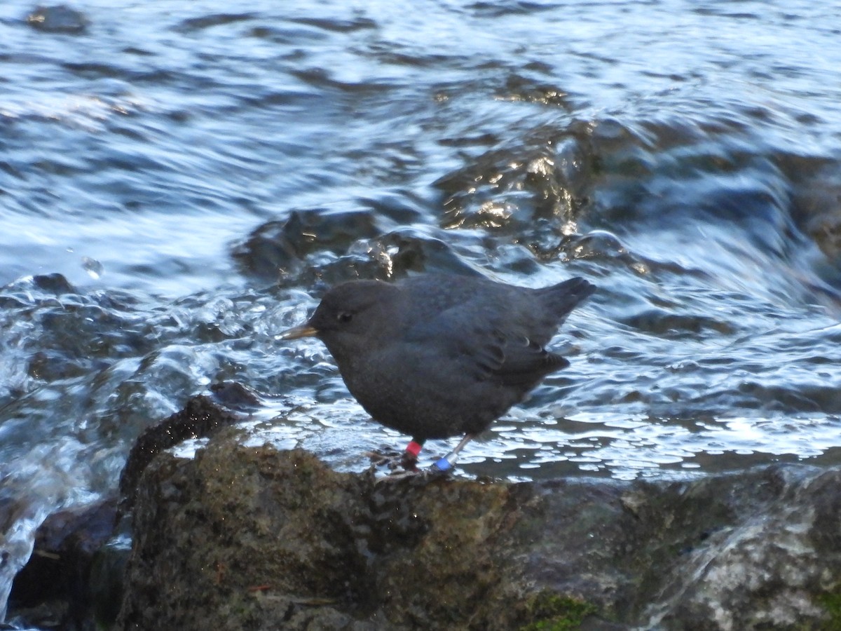 American Dipper - ML645358281