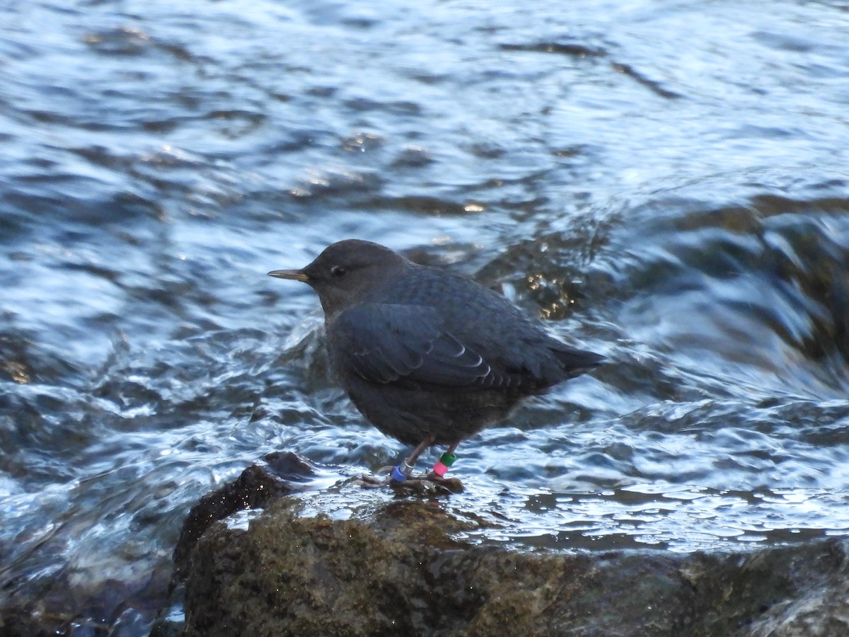 American Dipper - ML645358282