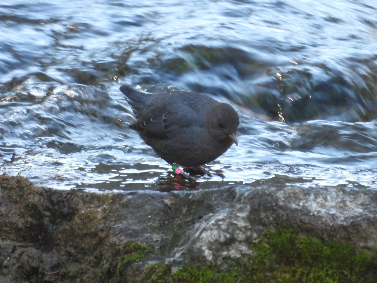 American Dipper - ML645358283