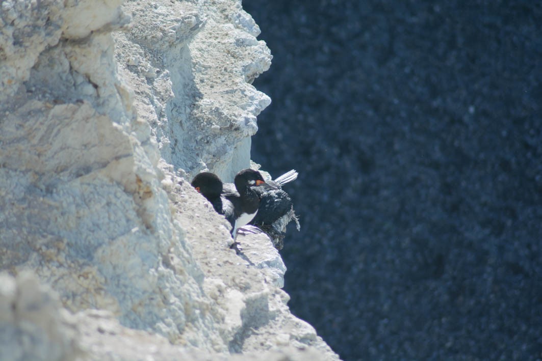 Magellanic Cormorant - ML645358292