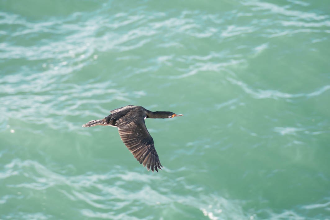 Magellanic Cormorant - ML645358293