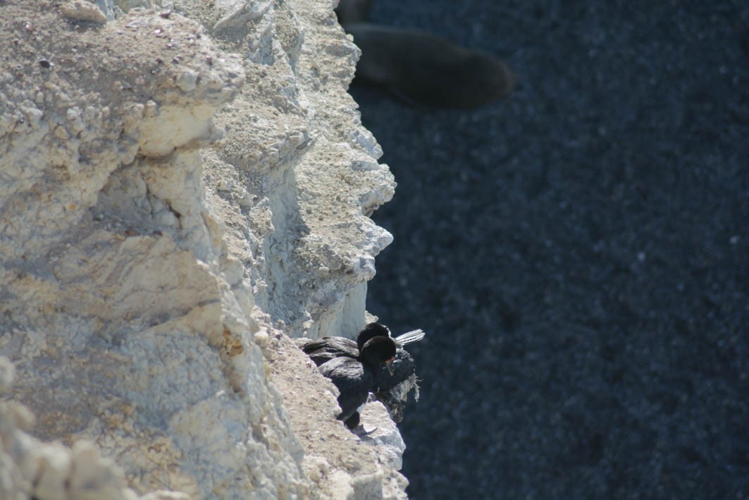 Magellanic Cormorant - ML645358294