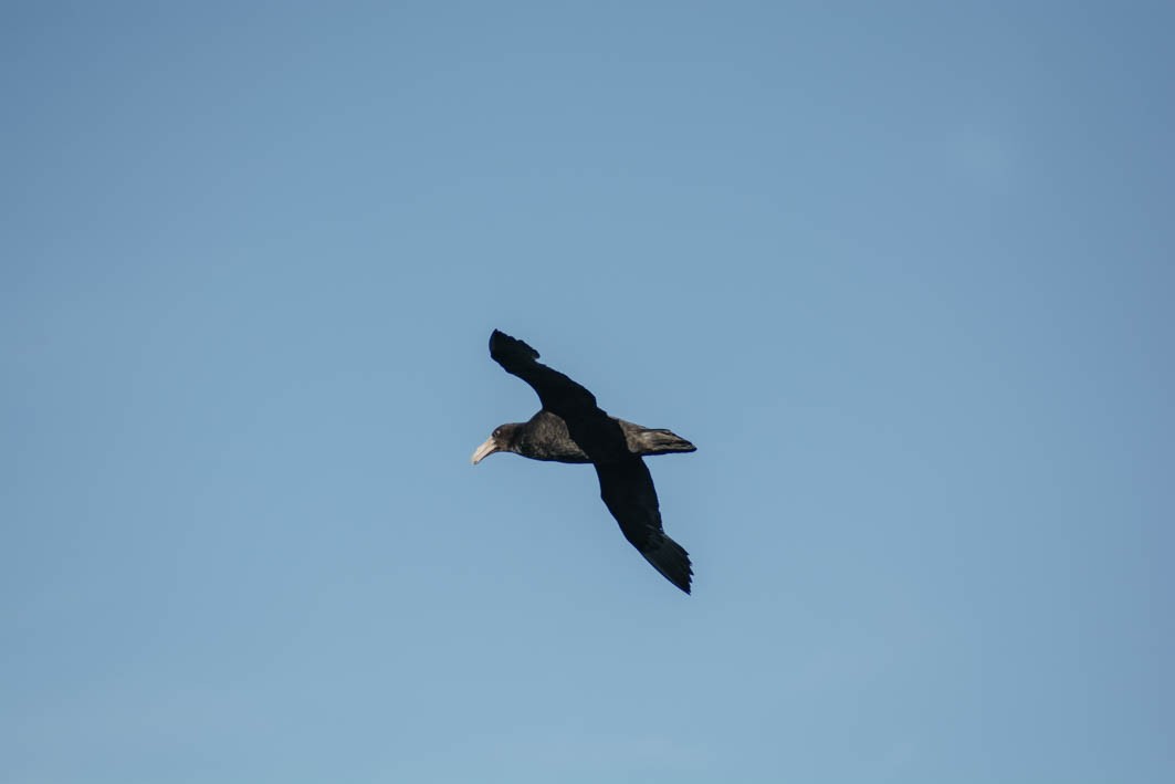 Southern/Northern Giant-Petrel - ML645358305