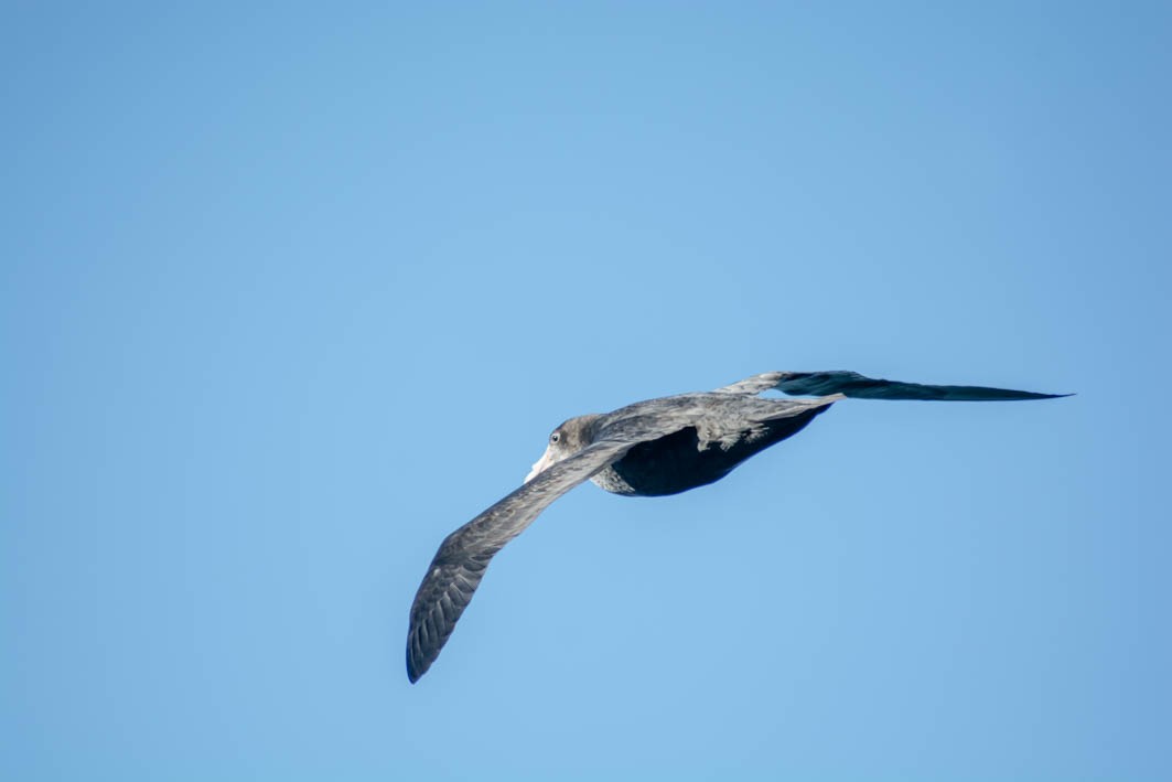 Southern/Northern Giant-Petrel - ML645358306